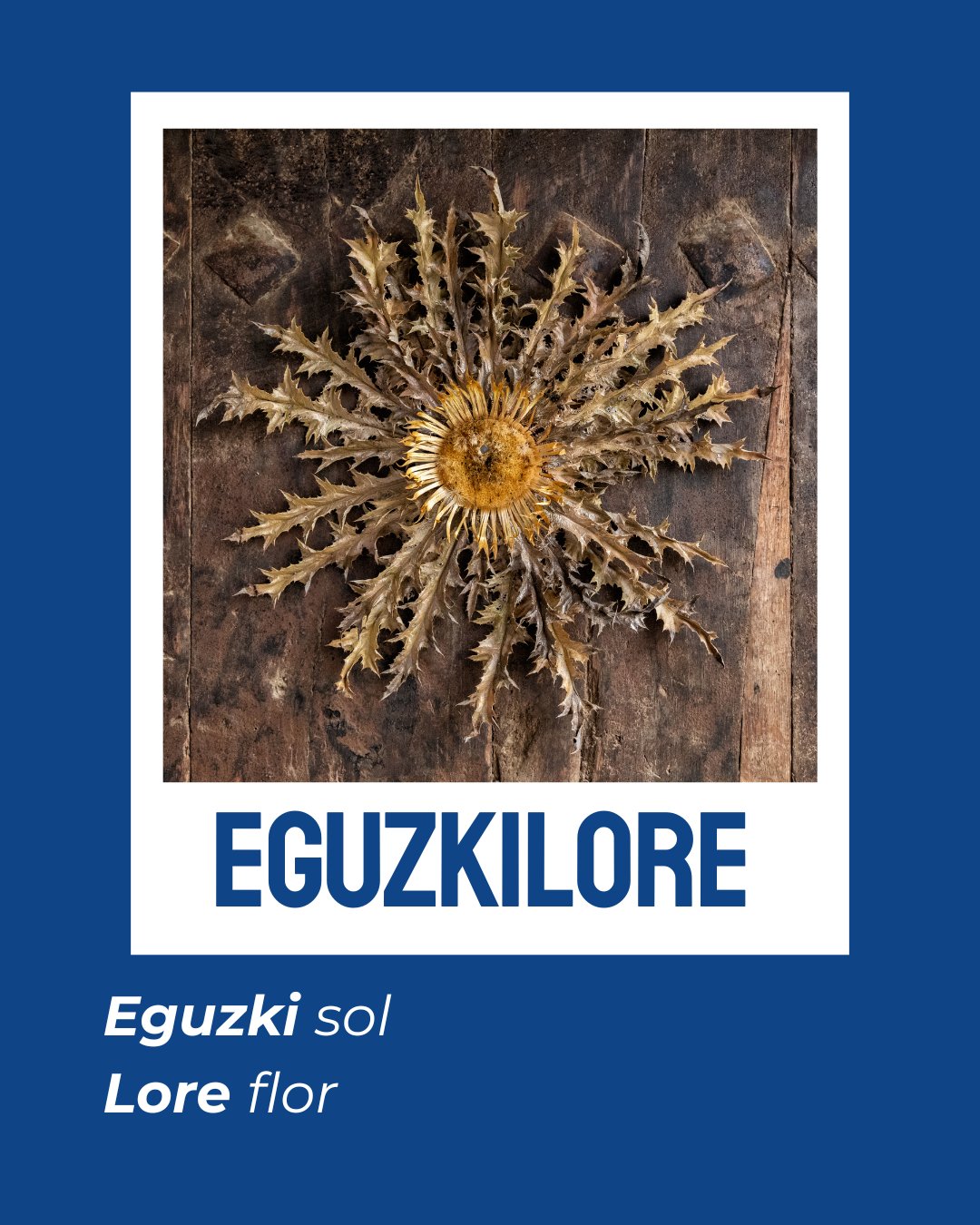 Eguzkilore = eguzki + lore
โ๏ธ๐ผ โEguzkiaren loreaโ, antzinako sinbologian babesa eta argia adierazten dituena.
Garai batean, etxe atarietan jartzen zen, gaua eta izpiritu txarrak uxatzeko.
Gaur egun ere, euskal kulturaren ikur bizia da: argia, babesa eta indarra.
๐ Gure hizkuntzak ere baditu eguzkiloreak: hitz eder eta sakonak.
Ezagutu gehiago: legazpi6.eus
#Euskara #Legazpi6 #Euskaltegia #Donostia